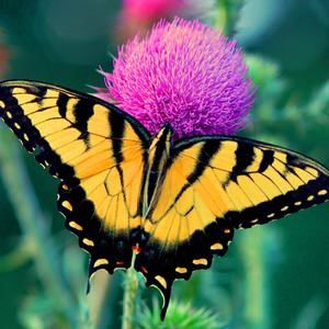 Meet your Posher, Janet